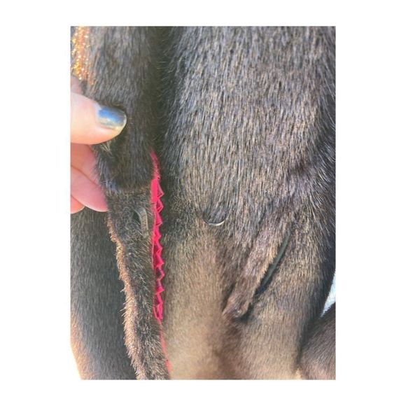 Vintage 50s Sheared Beaver Long Fur Coat Brown Balloon Sleeves Fuchsia Satin - Picture 8 of 16